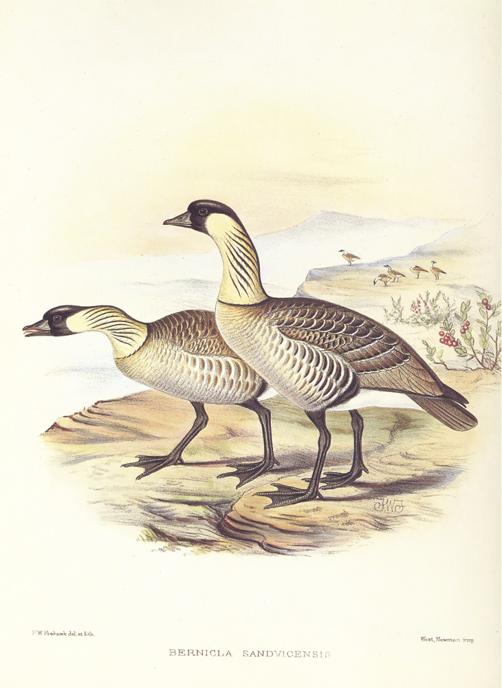 Nene - Anatidae Branta sandvicensis