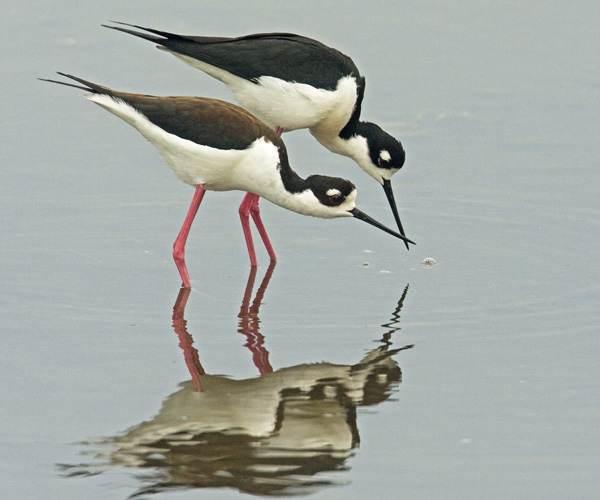 Black Necked Stilt - Recurirostridae Himatopus mexicanus