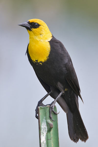 Yellow Headed Blackbird - Icteridae Xanthocephalus xanthocephalus