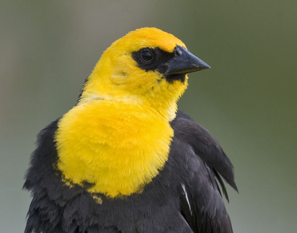 Yellow Headed Blackbird - Icteridae Xanthocephalus xanthocephalus