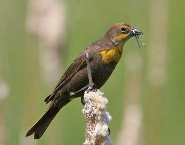 Yellow Headed Blackbird - Icteridae Xanthocephalus xanthocephalus