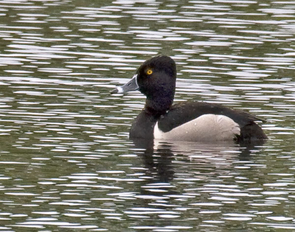 Ring Necked Duck - Anatidae Aythya collaris