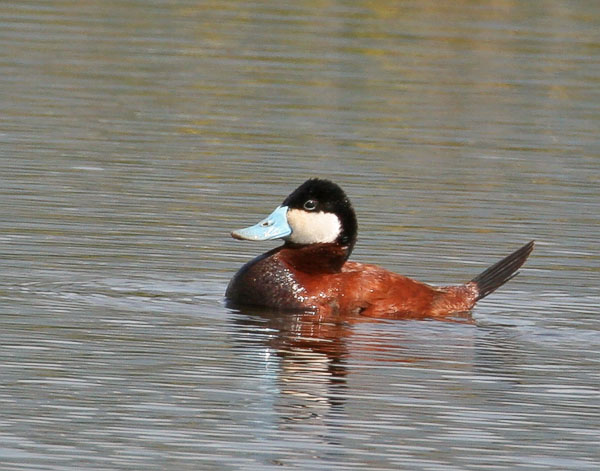 Ruddy Duck - Anatidae Oxyura jamaicensis