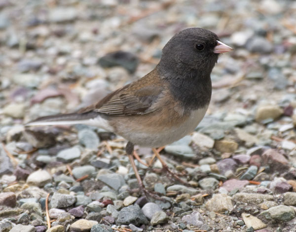 Dark Eyed Junco - Fringillidae Junco hyemalis