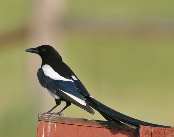 Black-Billed Magpie - Corvidae Pica pica