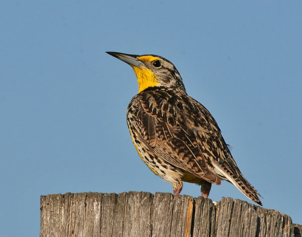 Western Meadowlark - Icteridae Sturnella neglecta