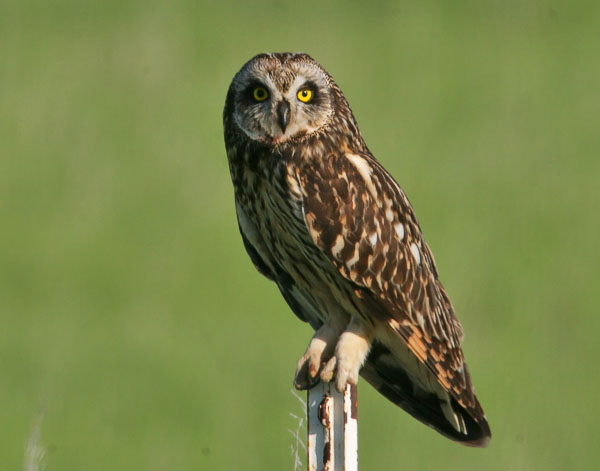 Short Eared Owl - Strigidae Asio flammeus