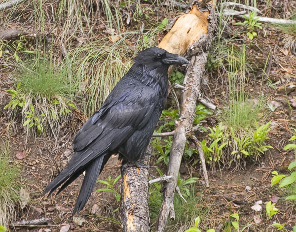 Common Raven - Corvidae Corvus corax