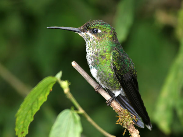 Green Crowned Brilliant - Trochilidae Heliodoxa jacula