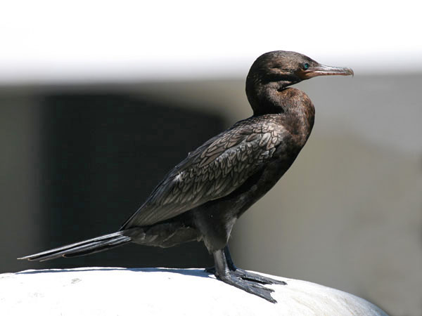 Little Black Cormorant - Phalacrocoracidae Phalacrocorax sulcirostris