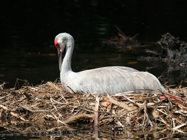 Sandhill Crane - Gruidae Grus canadensis