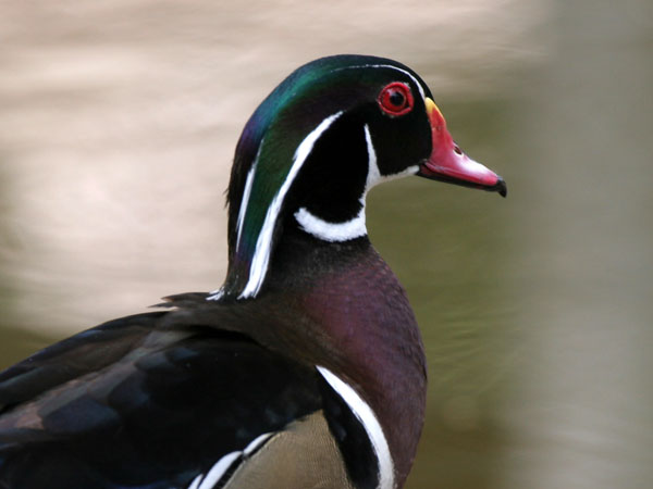 Wood Duck - Anatidae Aix sponsa