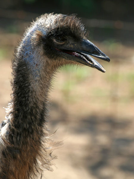 Emu - Dromaiidae Dromaius novaehollandiae