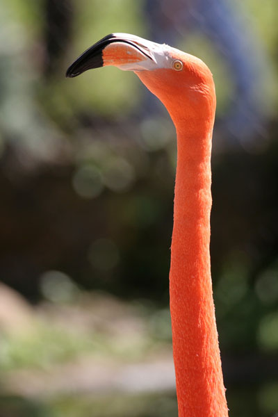 Flamingo - Phoenicopteridae Phoenicopterus ruber