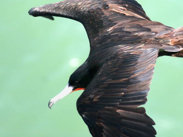 Magnificent Frigatebird - Fregatidae Fregata magnificens