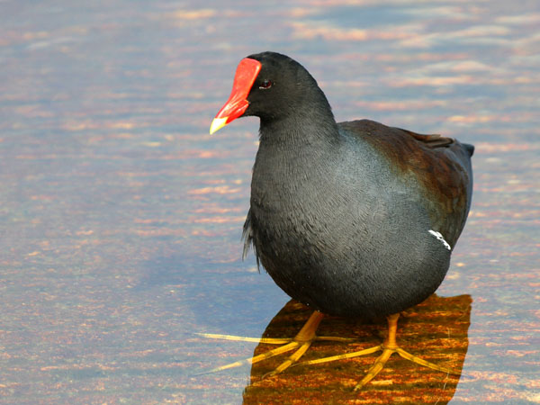 Common Gallinule - Rallidae Gallinula chloropus