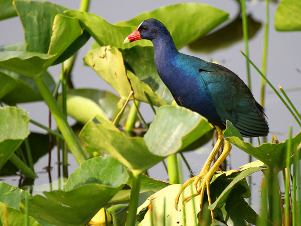 Purple Gallinule - Rallidae Porphyrula martinica