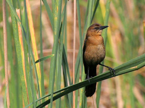 Boat Tailed Grackle - Icteridae Quiscalus major