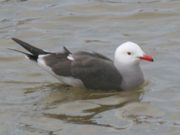 Heermann's Gull - Laridae Larus heermanni