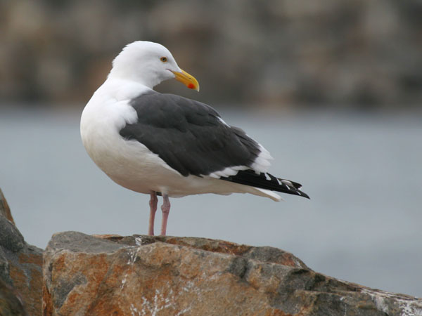 Western Gull - Laridae Larus occidentalis