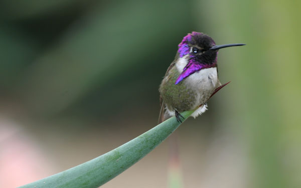 Costa's Hummingbird - Trochilidae Calypte costae