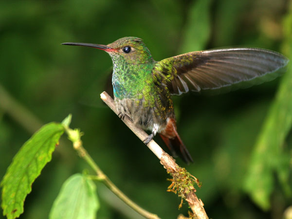 Rufous Tailed Hummingbird - Trochilidae Amazilia tzacatl