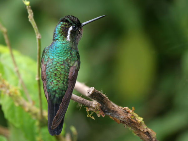 Purple Throated Mountain Gem - Trochilidae Lampornis calolaema