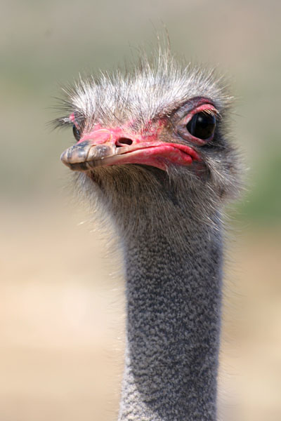 Ostrich - Struthionidae Struthio camelus