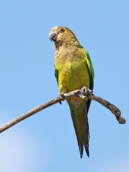 Monk Parakeet - Psittacidae Myiopsitta monachus