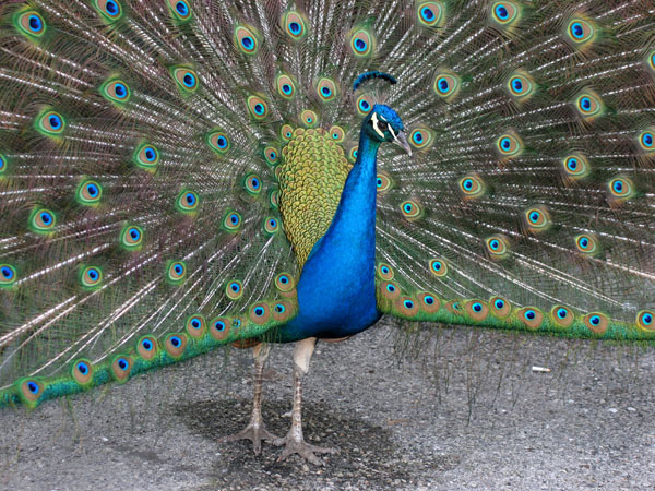 Peacock - Phasionidae Pavo cristatus