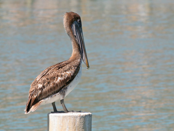 Brown Pelican - Pelecanidae Pelecanus occidentalis