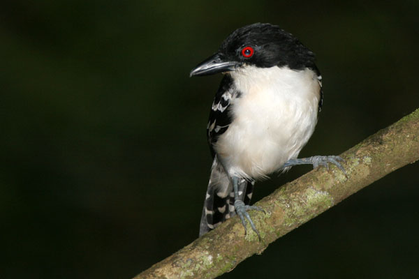 Great Antshrike - Formicariidae Taraba major