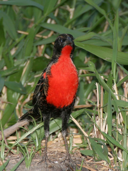 Red Breasted Blackbird - Icteridae Sturnella militaris