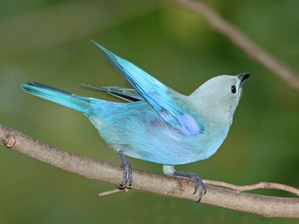 Blue-Gray Tanager - Thraupidae Tangara gyrola