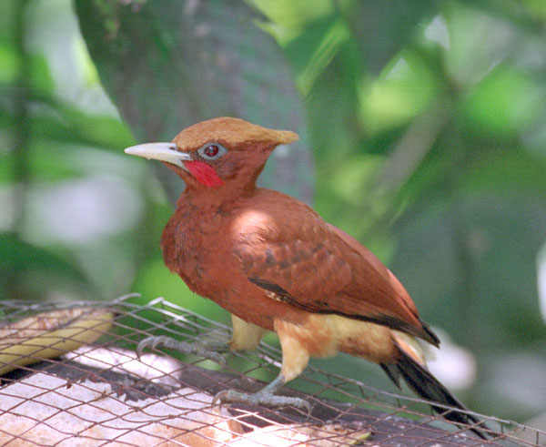 Chestnut Woodpecker -Picidae Celeus elegans