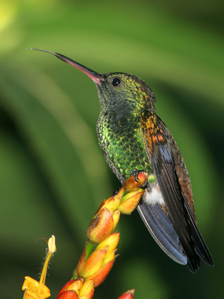 Copper Rumped Hummingbird - Trochilidae Amazilia tobaci