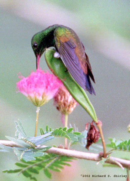 Copper Rumped Hummingbird - Trochilidae Amazilia tobaci