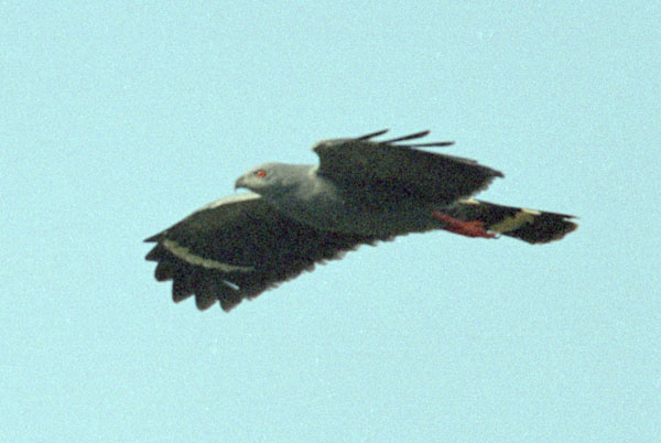 Crane Hawk - Accipitridae Geranospiza caerulescens