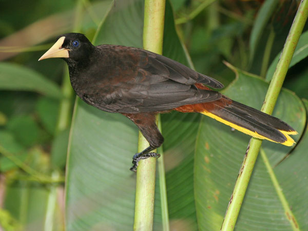 Crested Oropendola - Icteridae Psarocolius decumanus