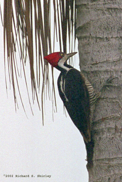 Crimson Crested Woodpecker - Picidae Phloeoceastes melanoleucos