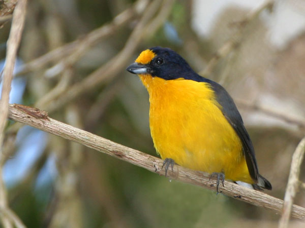 Violaceous Euphonia - Thraupidae Euphonia violacea