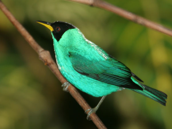 Green Honeycreeper - Thraupidae Chlorophanes spiza