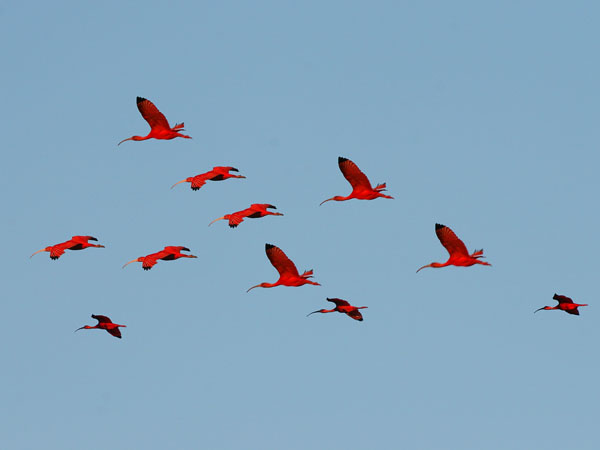 Scarlet Ibis - Threskiornithiodae Eudocimus ruber