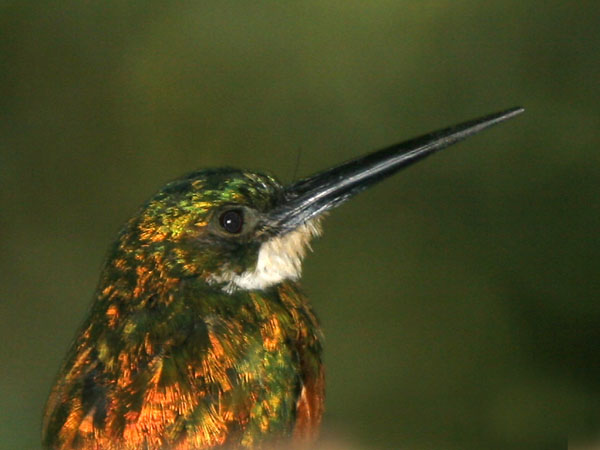 Rufous Tailed Jacamar - Galbulidae Galbula ruficauda