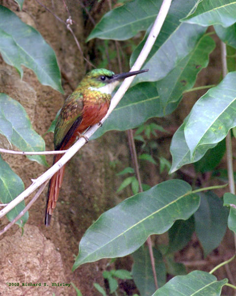 Rufous Tailed Jacamar - Galbulidae Galbula ruficauda