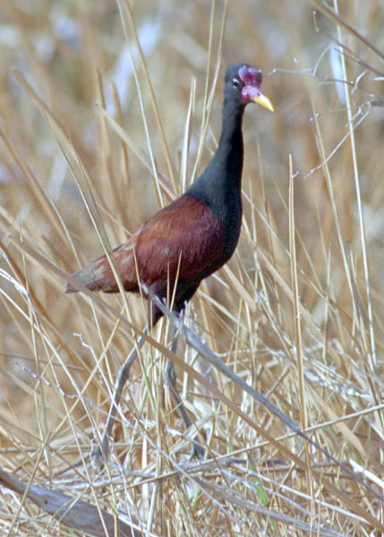 Wattled Jacana - Jacanidae Jacana jacana