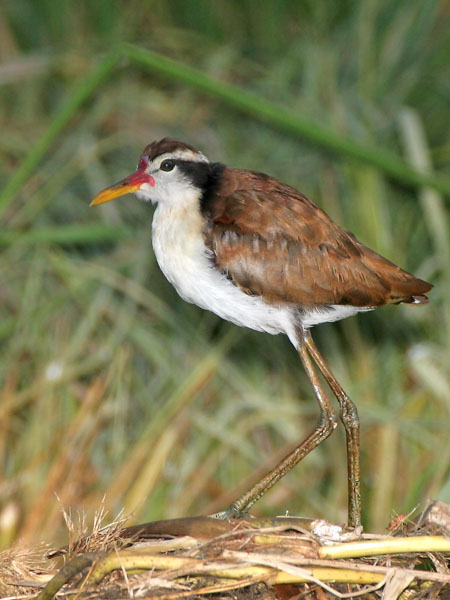 Wattled Jacana - Jacanidae Jacana jacana