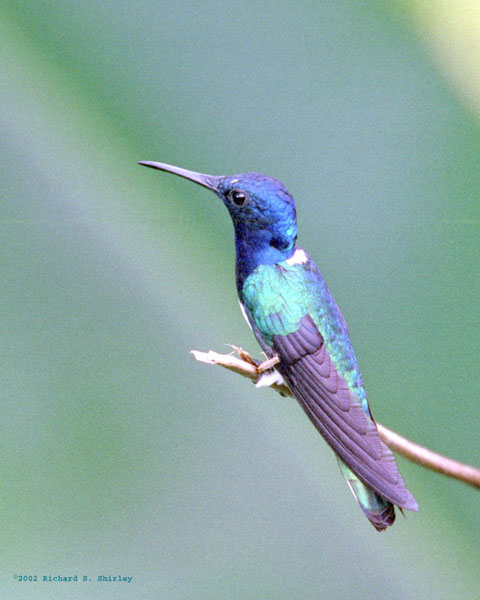 White Necked Jacobin - Trochilidae Florisuga mellivora