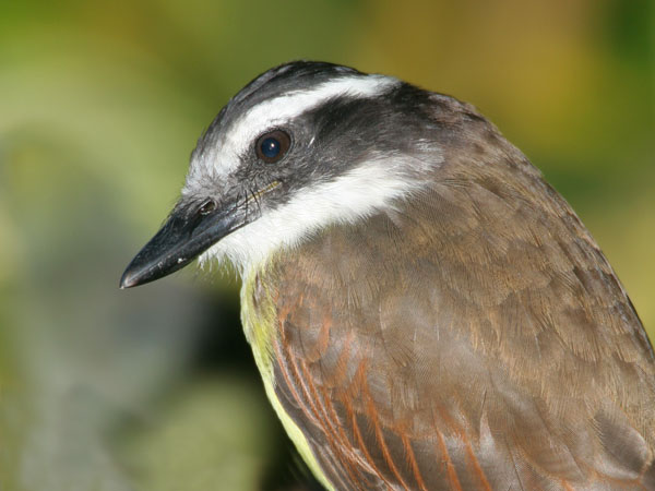 Great Kiskadee - Tyrannidae Pitangus sulphuratus