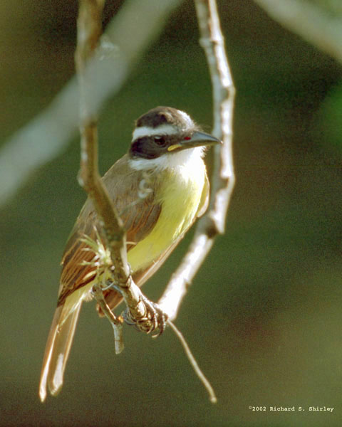 Great Kiskadee - Tyrannidae Pitangus sulphuratus